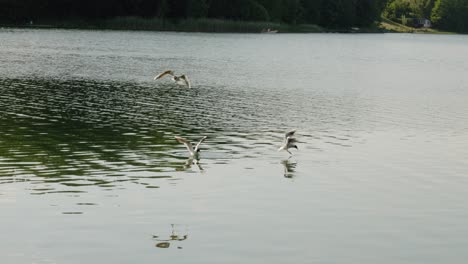 Kleine-Möwenvögel-Suchen,-Schwimmen-Und-Fliegen-über-Den-Glebokie-See