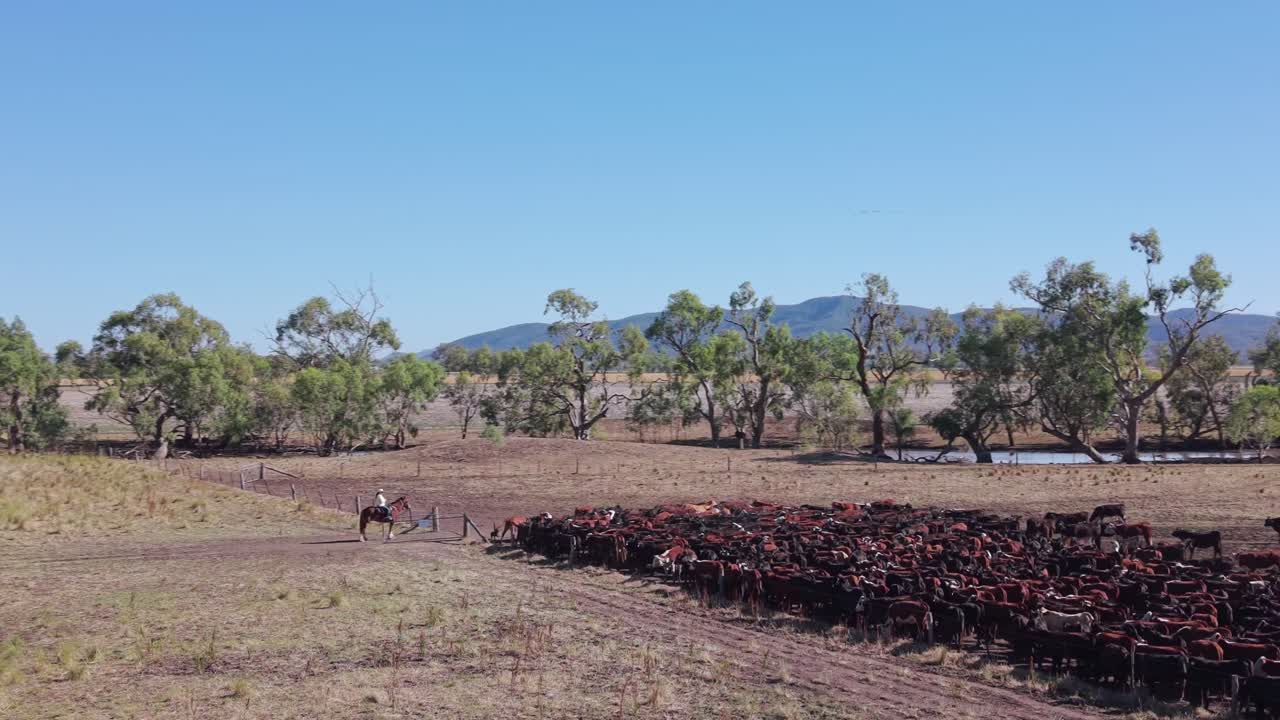 Vídeo cinematográfico em 4K com drone de um cowboy reunindo uma manada de vacas (2)