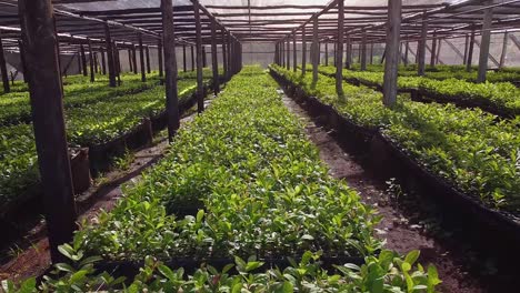 un viaje impresionante en el vivero que produce plántulas de yerba mate