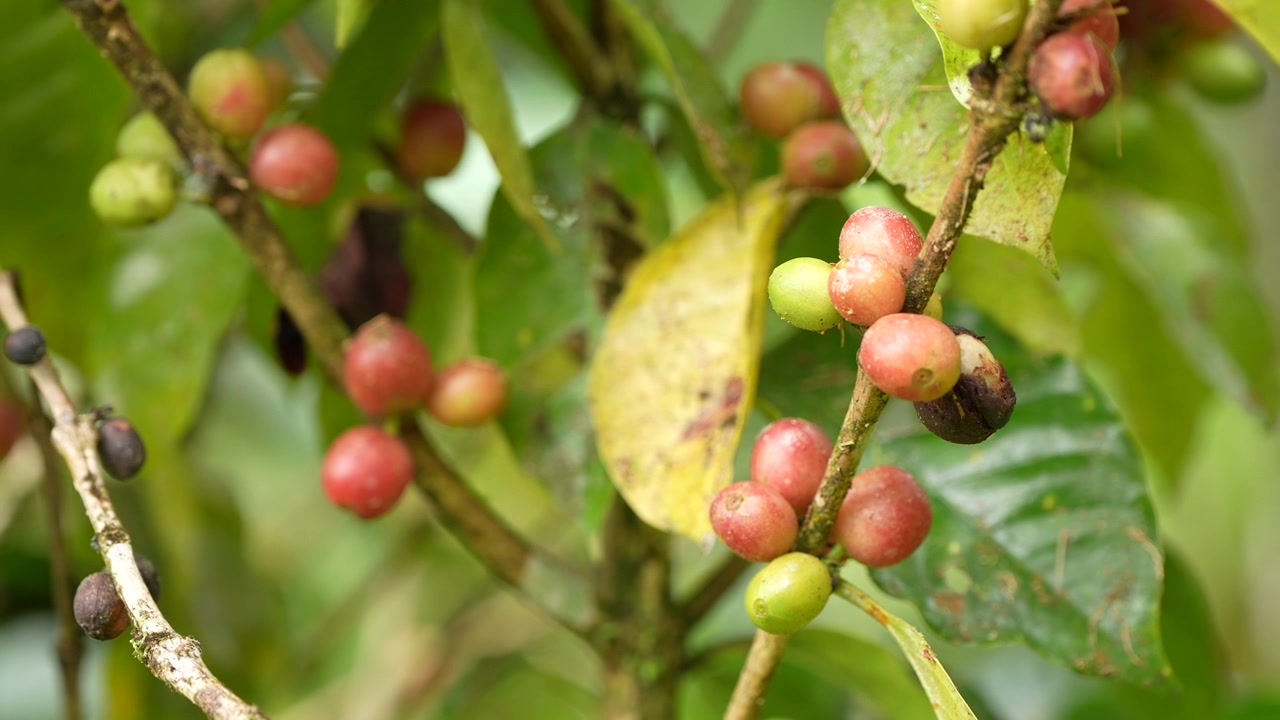Ripe Coffee Cherries Growing on a Branch in a Plantation
