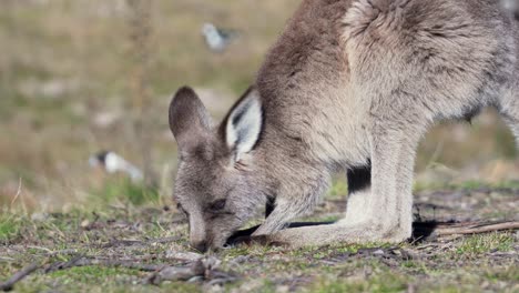 wallaby foraging for food in the forest - close up