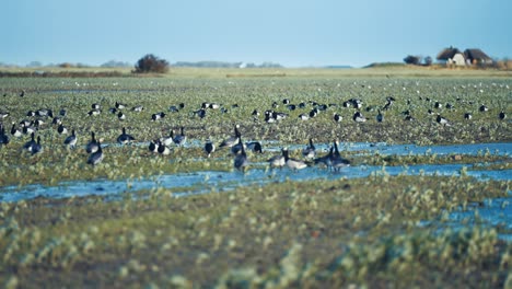 migrating wild geese on the flooded meadow in rural denmark