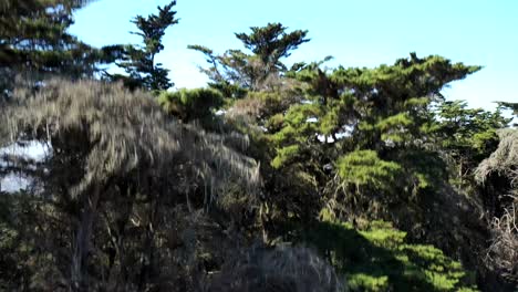 lowering the camera behind trees to hide the great city in the background