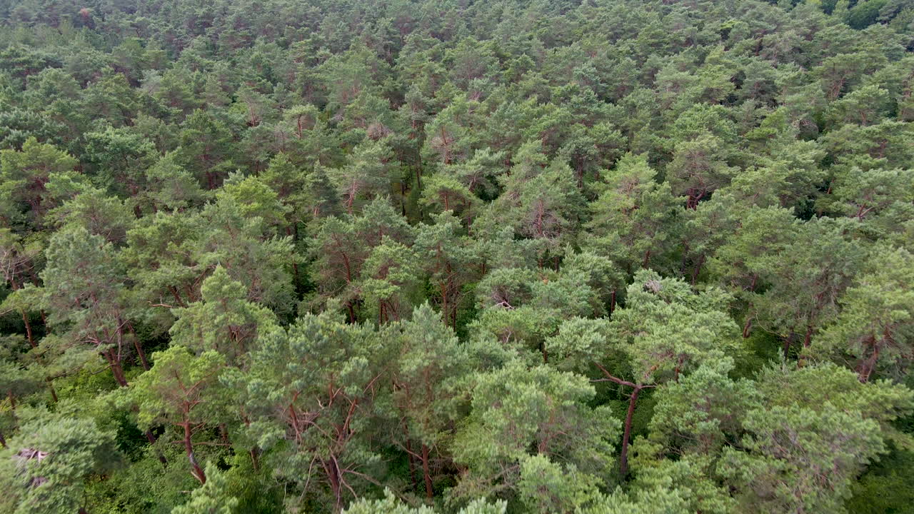 Aerial of beautiful treetops in a green forest in summer