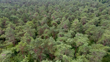 Aerial-of-beautiful-treetops-in-a-green-forest-in-summer
