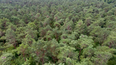 antena de hermosas copas de los árboles en un bosque verde en verano