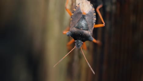 forest bug or red-legged shieldbug (pentatoma rufipes) is a species of shield bug in the family pentatomidae, commonly found in most of europe. it inhabits forests, woodlands, orchards, and gardens