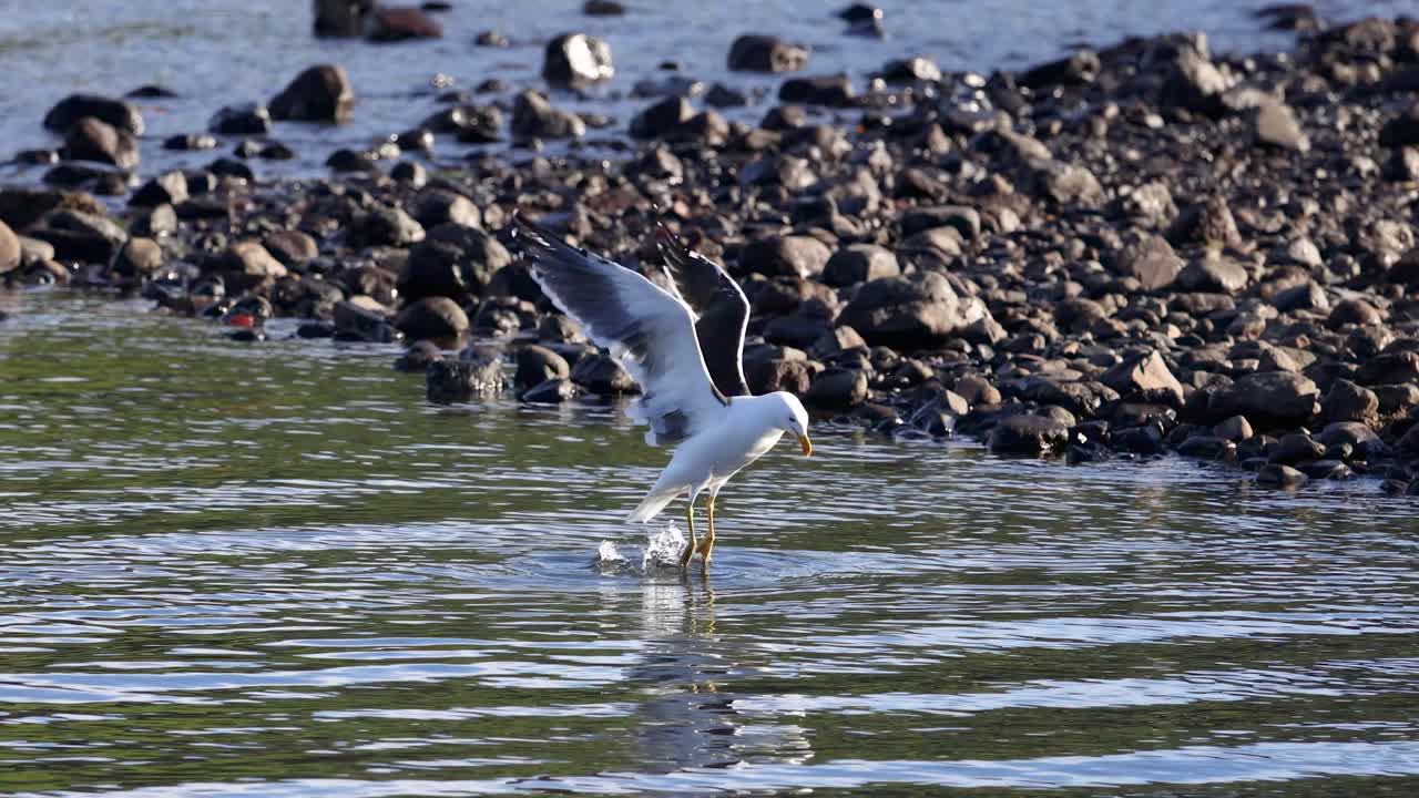 A Kelp Gull wades and forages along Akaroa's rocky shoreline under natural daylight