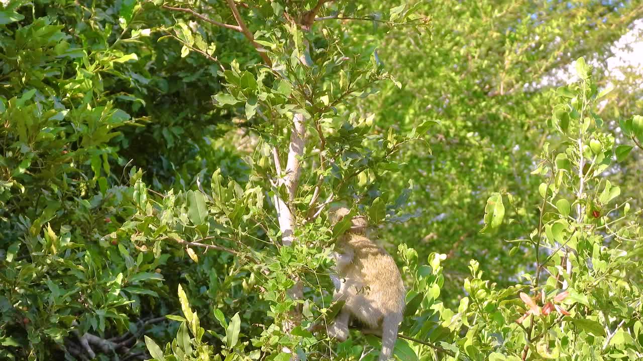 낮 에 활기찬 야외 환경 에서 빛 을 받는 나무 에 있는 푸른 잎 들