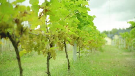 Grapevine-bushes-with-a-close-shot-of-the-green-grapes-at-the-winery-farm-on-a-sunny-day