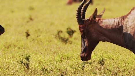 slow motion of topi fighting in fight, masai mara african wildlife animals clashing antlers, banging and butting heads in territorial animal behaviour, amazing behavior in maasai mara africa