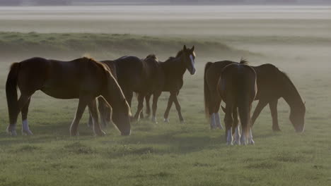 horses grazing in a foggy field