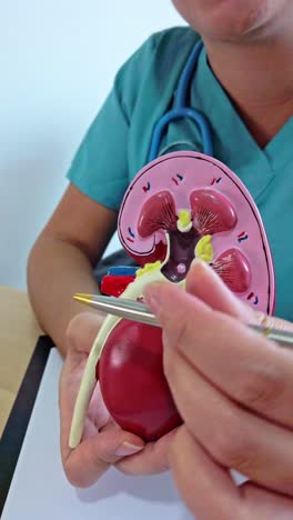 medical professional demonstrating kidney anatomy