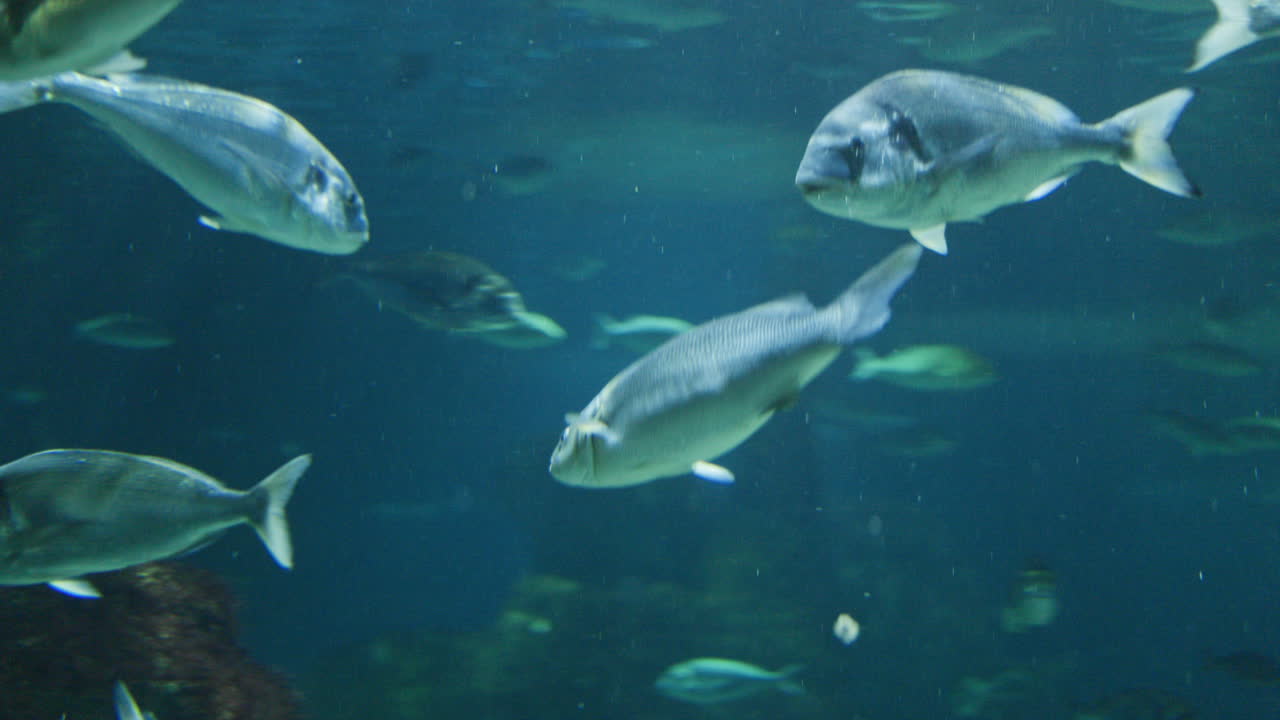 수족관에서 열대어