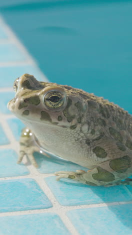 Kröte-Auf-Der-Seite-Eines-Swimmingpools-In-Vertikaler