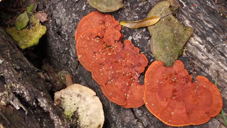 Pilze-Wachsen-Auf-Umgestürzten-Bäumen