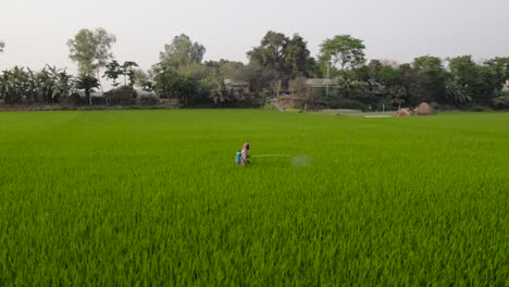 Farmer-spraying-medicine-in-green-rice-field-agriculture-bangladesh