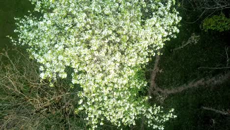 fly over a spring season tree in the forest beautiful moving shining white blossom flower leaves in the wild in nature birdseye view angel scenic beautiful wonderful moment scenic cinematic outdoor