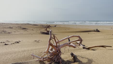 Aerial-drone-tilt-down-shot-of-a-broken-branches-of-trees-over-the-sandy-beaches-in-Balochistan,-Pakistan-on-a-sunny-day