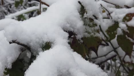 Winter-scene-on-daytime-with-snow-falling