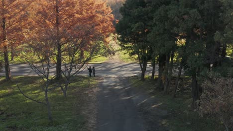 Autumn-trees-on-road-in-Japan,-cars-drive-past-as-people-stop-to-take-fall-colors-photos