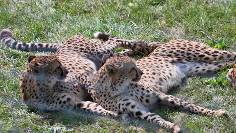 Two-Cheetahs-laying-up-against-eachother-in-habitat-enclosure