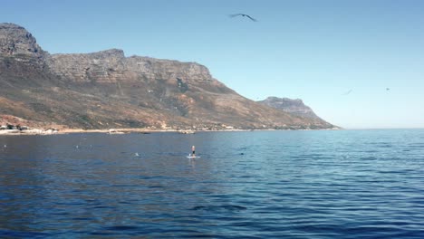 man on sup paddling among flock of seagull birds