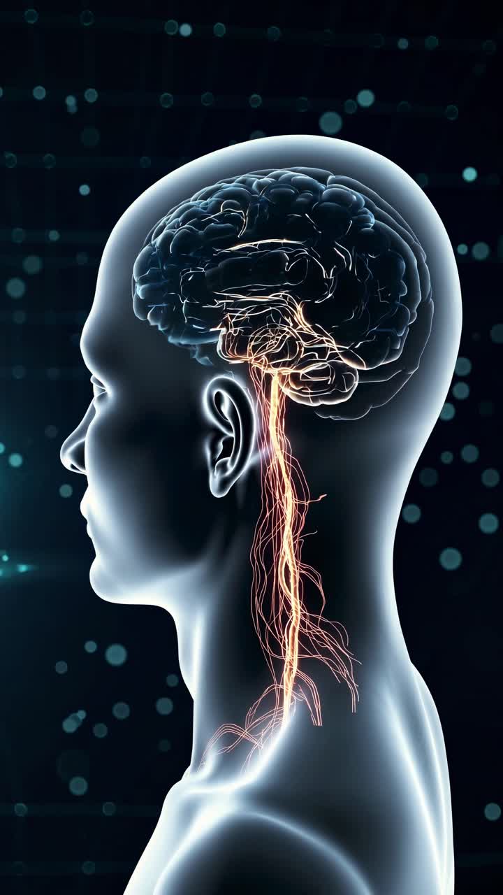 Profilo laterale di una testa umana con una sovrapposizione di un cervello digitale, ripreso da un'angolazione laterale.
