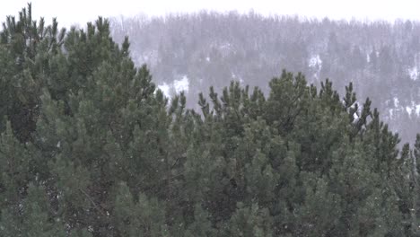 4k-Schneefall-Mit-Wald-Im-Hintergrund