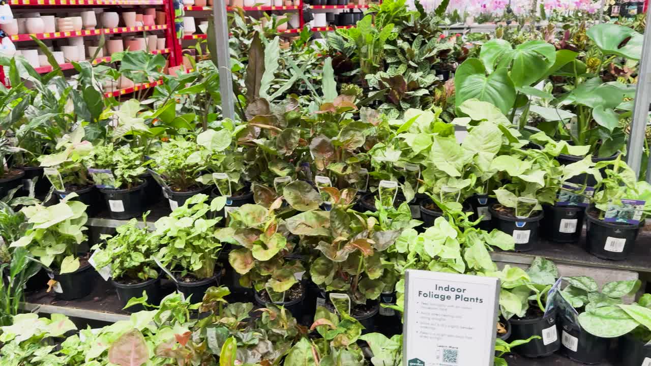 Various potted plants in a department store