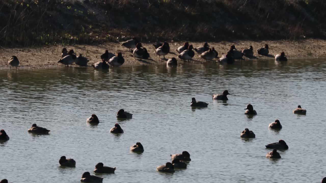 grupos de patos pelirrojos en un estanque en los humedales costeros del sur de texas en un soleado día de invierno