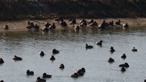 Grupos-De-Patos-Pelirrojos-En-Un-Estanque-En-Los-Humedales-Costeros-Del-Sur-De-Texas-En-Un-Soleado-Día-De-Invierno