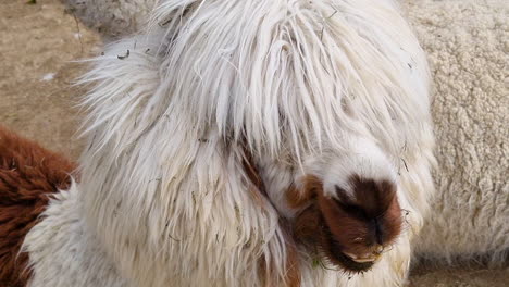 Llama-lying-on-the-ground-eating-and-chewing