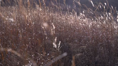 Nahaufnahme-Des-Schönen-Wintergrases,-Das-Langsam-Im-Wind-Weht