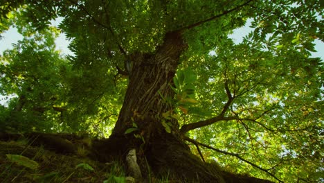 majestic tree of life, full grown tree with wide brunches captured from bottom moving camera, deep forest atmospheric concept