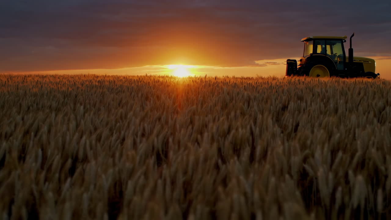 tractor en un campo de trigo al atardecer