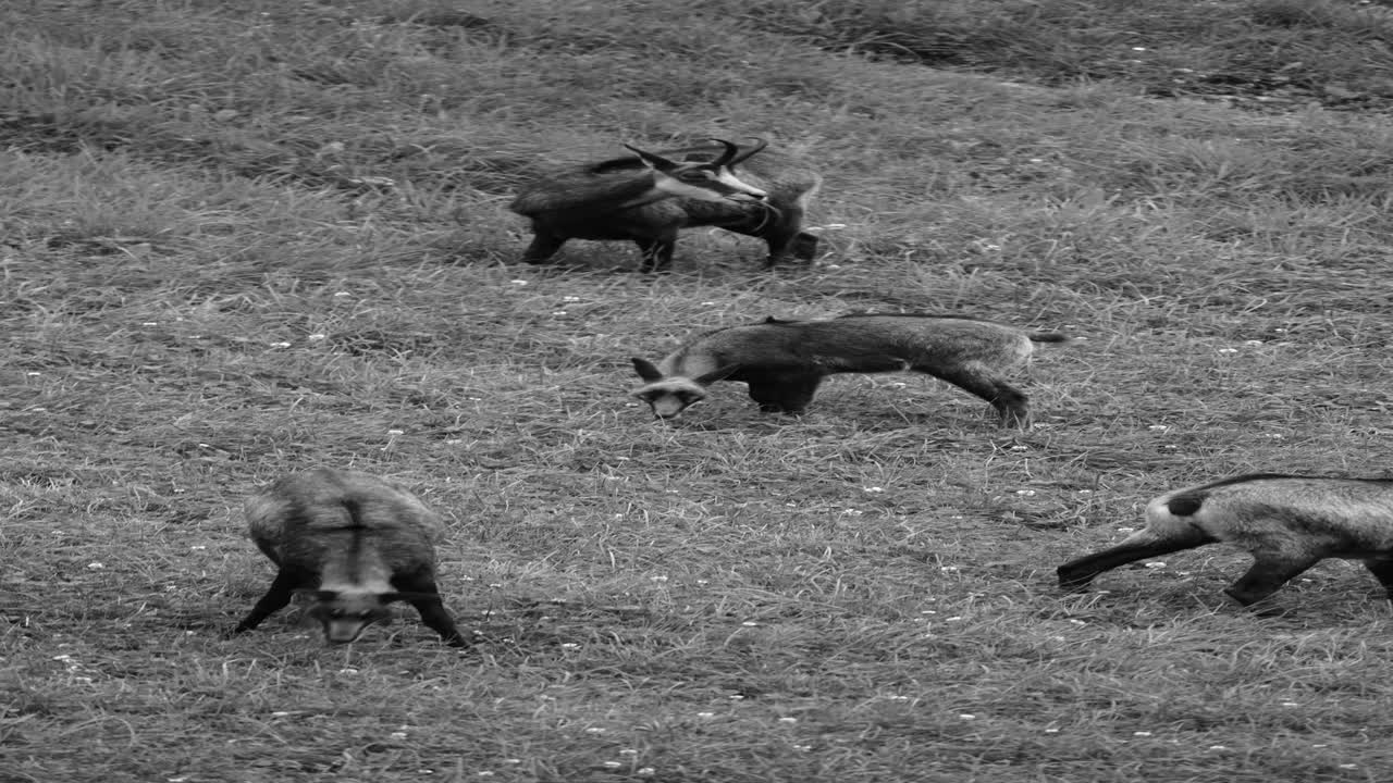 Vertical black and white shot of wild chamois grazing on a mountain slope, creating a calm wildlife moment with natural behavior