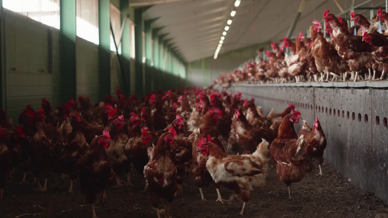 View Inside Chicken Poultry Farm With Hundreds Of Brown Chickens. Low Angle