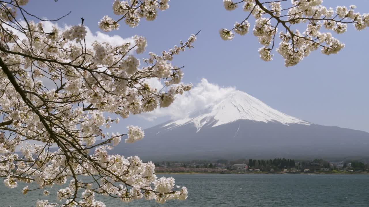 Mt. Fuji in distance with full blooming Sakura and Lake Kawaguchiko