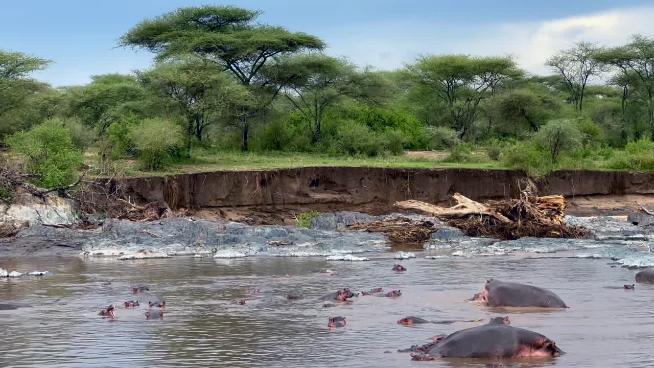 탄자니아의 세렌게티 국립공원 강에 있는 일반 히포포타무스 (hippopotamus amphibius) 의 무리.