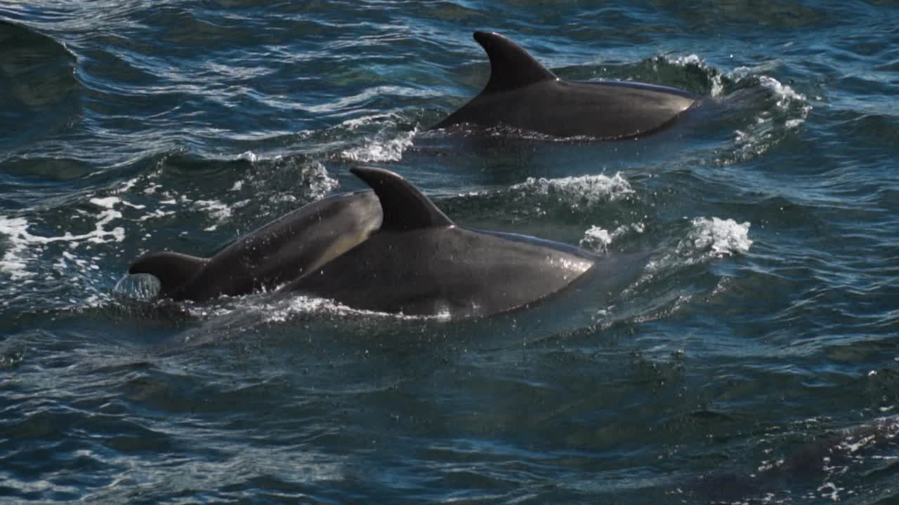 Short Beaked Common Dolphins breaching in open ocean off New Zealand