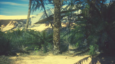 palmeras en un oasis del desierto