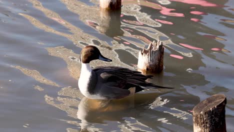 a duck navigates water amidst reflective wooden posts.