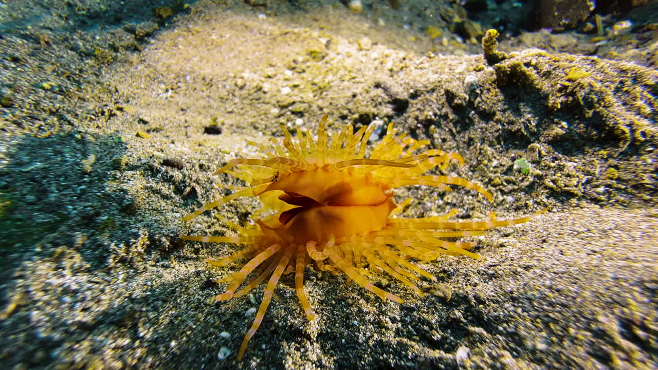 A fileclam moves in circles across the sandy seabed using the recoil principle. This clam has striped orange tentacles and is known as the Hirase's file clam