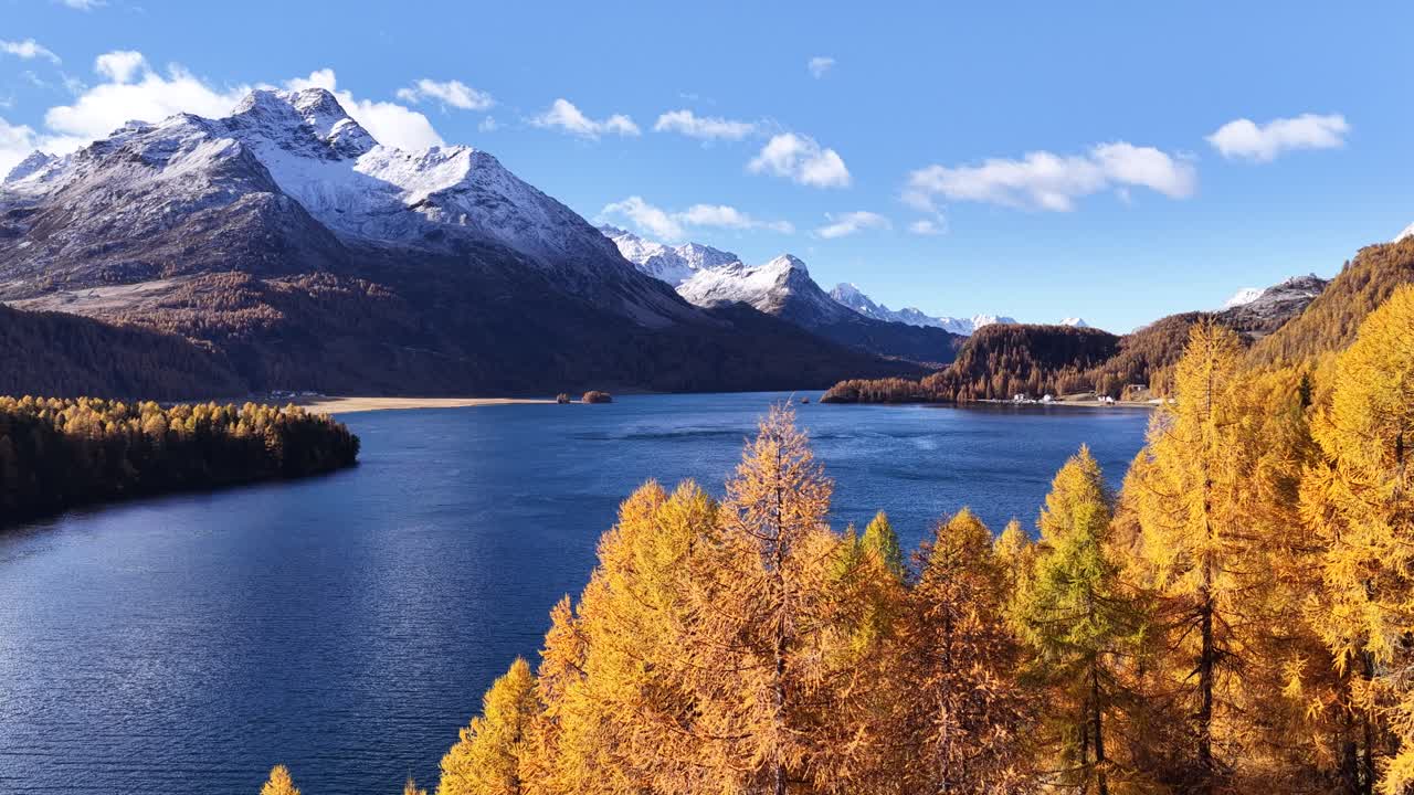 Low aerial view of Lake Sils in the Engadin Valley, Switzerland. A central island of golden larches sits on deep blue water, framed by snow-covered mountain peaks. Scenic nature footage