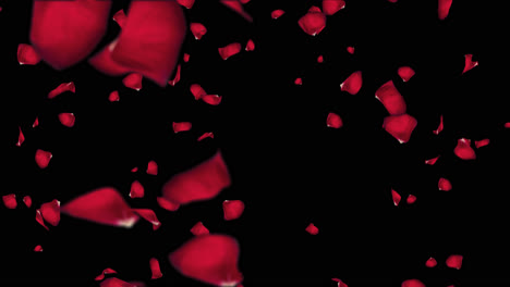 falling petals of roses with an alpha channel