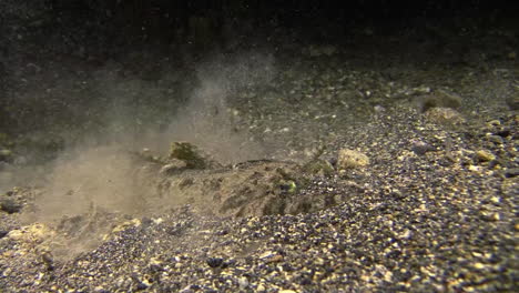 spotted flathead digging in by kicking up sand during night on sandy bottom in the ocean