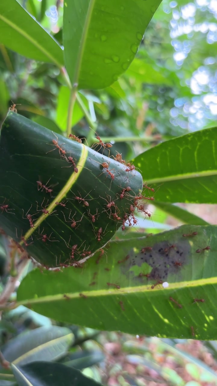 Hormigas rojas construyendo un nido en hojas verdes