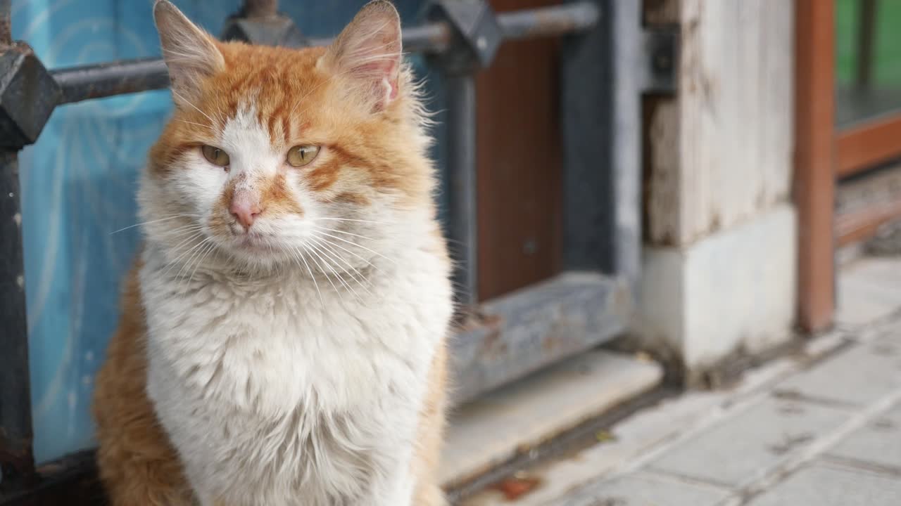 오렌지색과 색 거리 고양이