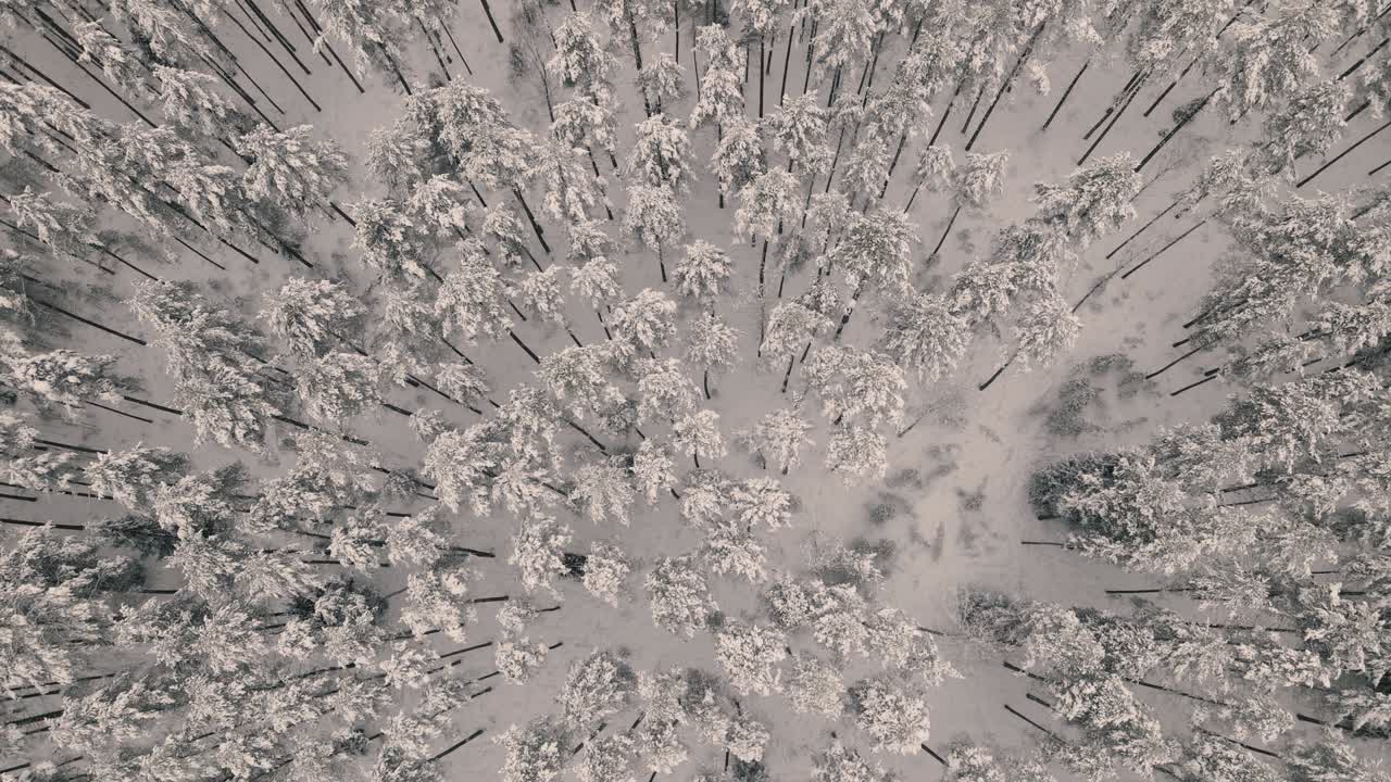 겨울에 숲 위로 드론 비행